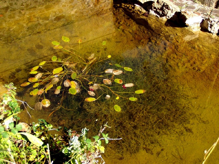 Il Laghetto del Centro di Entomologia - Piombino (LI)